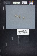 Clavulinopsis corniculata image