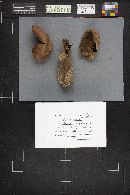 Leccinum aurantiacum image