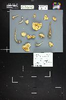 Lepiota clypeolaria image