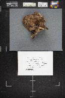 Sarcodon imbricatus image