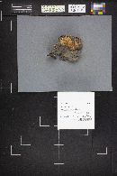 Postia fragilis image