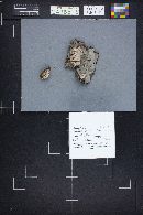 Thumbnail image of current specimen