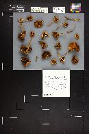 Hypholoma capnoides image