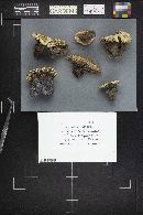 Hydnellum suaveolens image