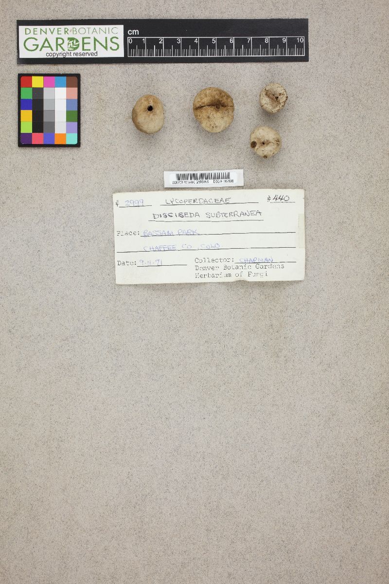 Disciseda image