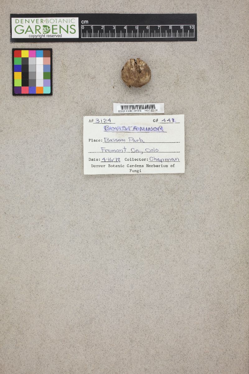 Bovista minor image