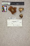 Suillus punctipes image