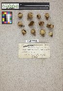 Thumbnail image of current specimen