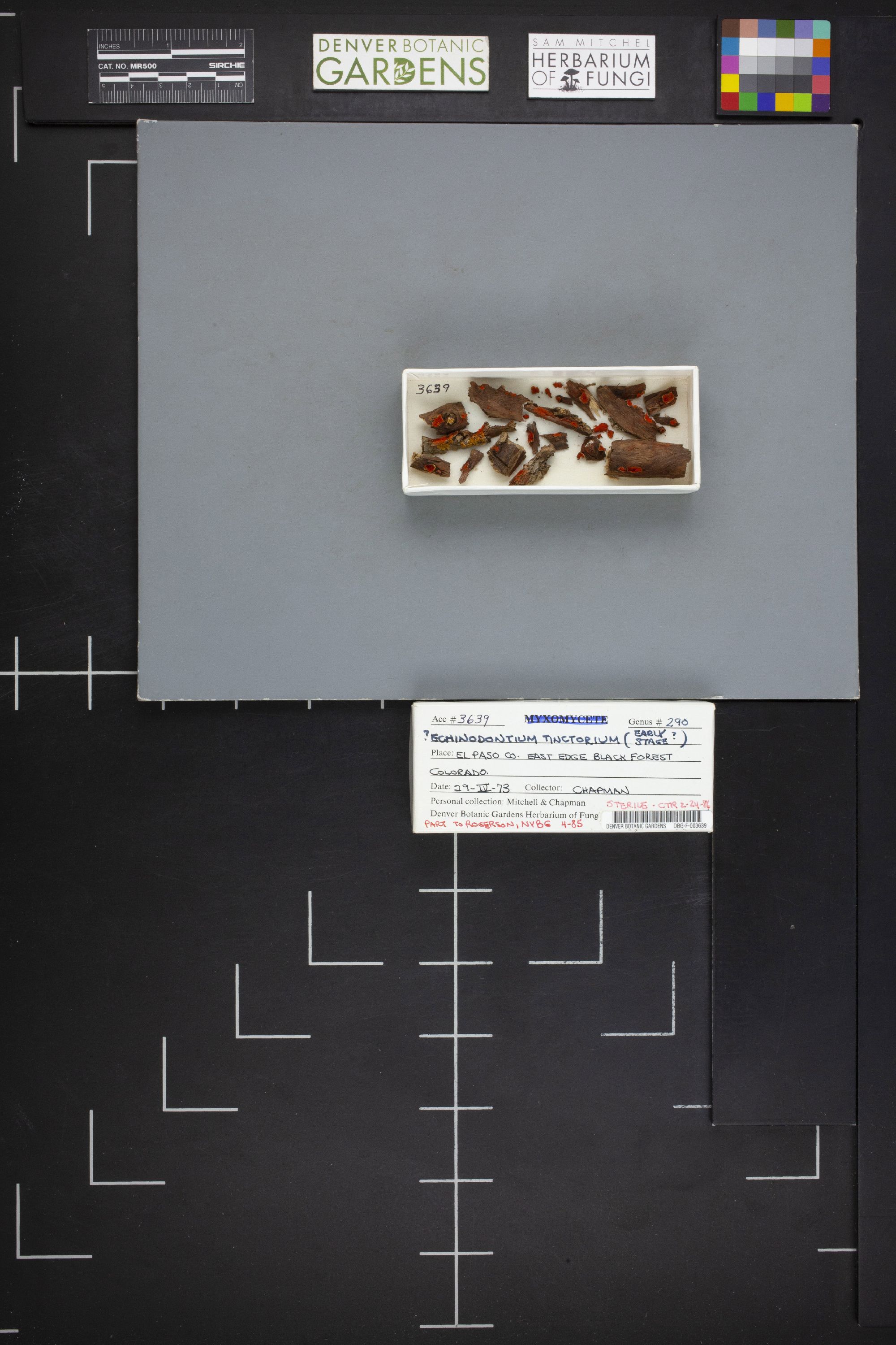 Echinodontium