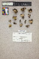 Dissingia leucomelaena image