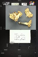 Leucopaxillus albissimus image