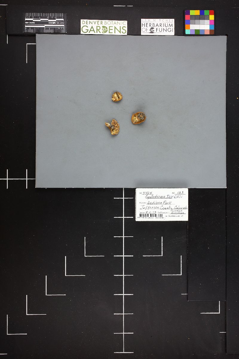 Cystoderma terrei image