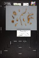 Hypholoma capnoides image