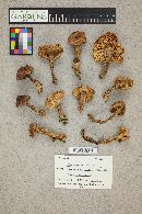 Tricholoma vaccinum image
