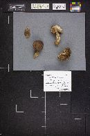 Thumbnail image of current specimen