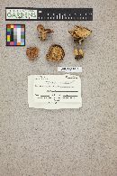 Media resource of Lactarius olympianus