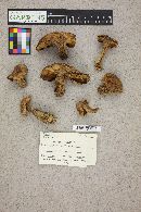 Suillus tomentosus image