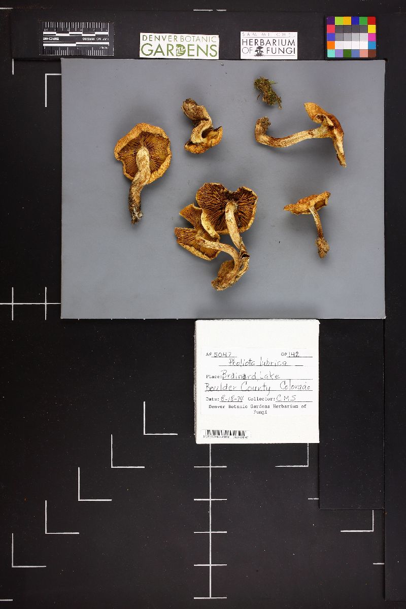 Pholiota lubrica image