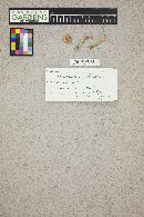 Tricholoma sulphureum image