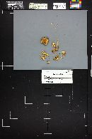 Mycena pura image