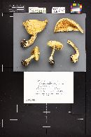 Floccularia luteovirens image