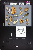 Amanita pantherina var. pantherina image