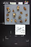 Thumbnail image of current specimen