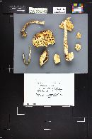 Amanita virosa image