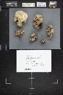 Sarcodon versipellis image