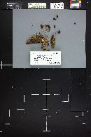 Mycena elegantula image
