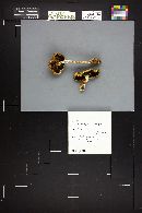 Stropharia hornemannii image