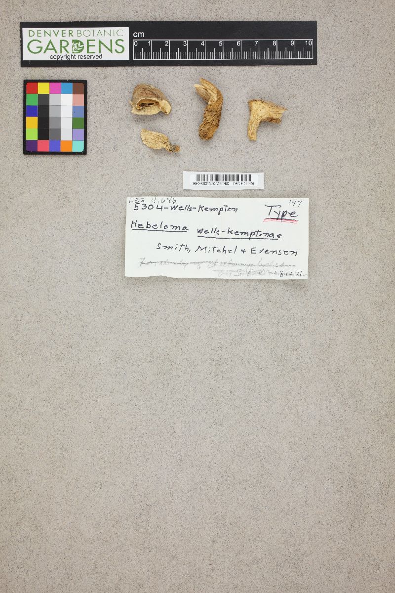 Hebeloma wells-kemptonae image