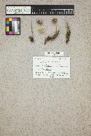 Media resource of Mycena aetites