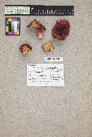 Russula rhodopoda image