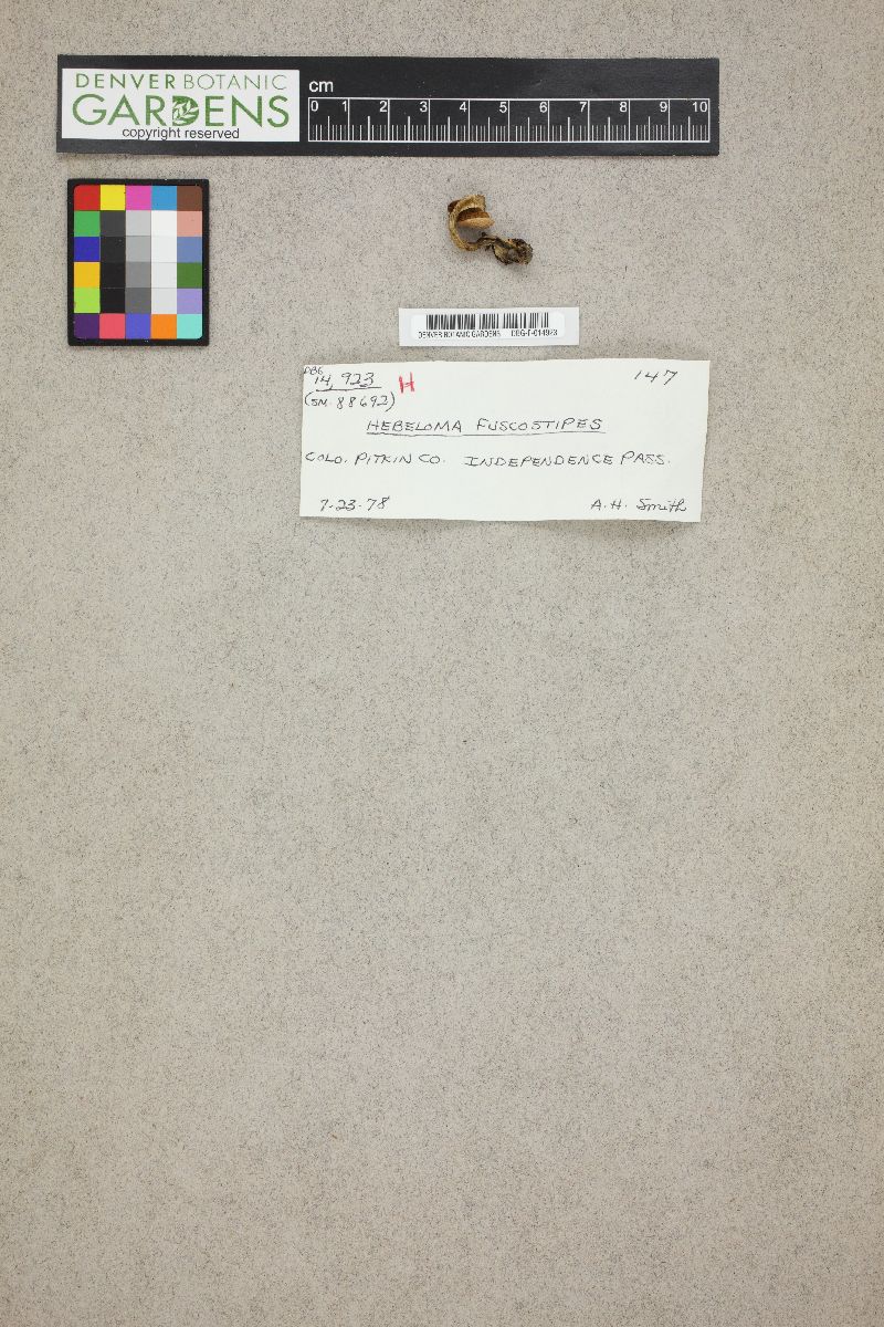 Hebeloma fuscostipes image