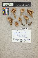 Tricholoma vaccinum image
