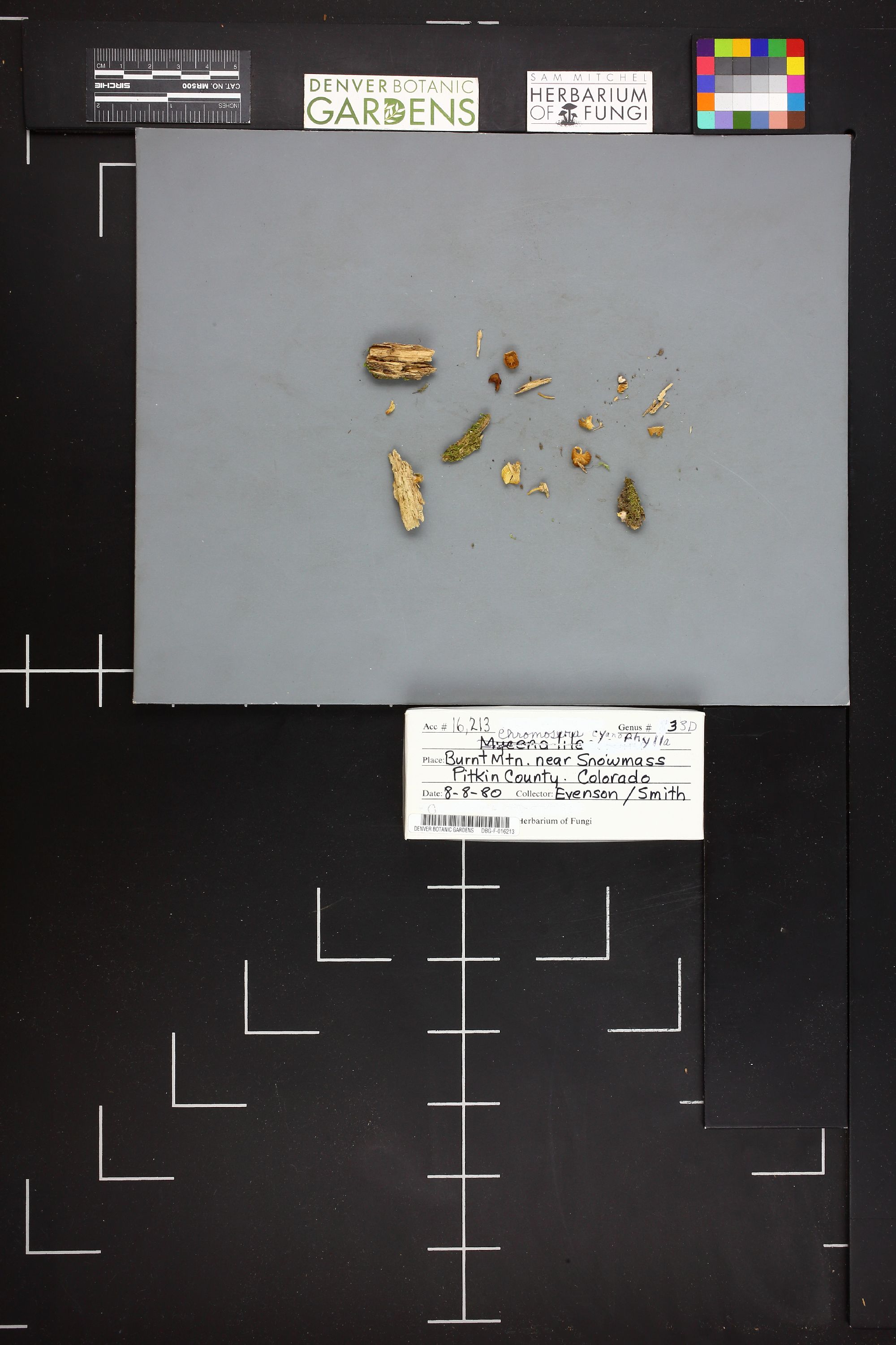 Chromosera thumbnail