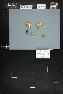 Lepiota clypeolaria image