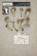 Tricholoma virgatum image