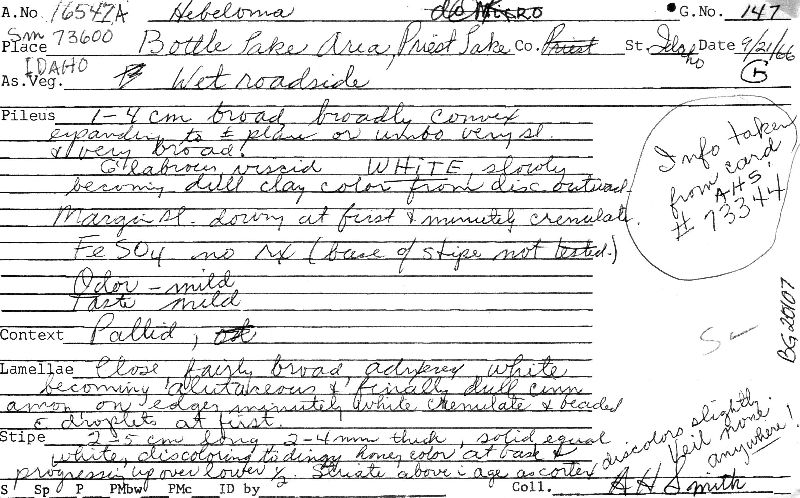 Hebeloma bryophilum image