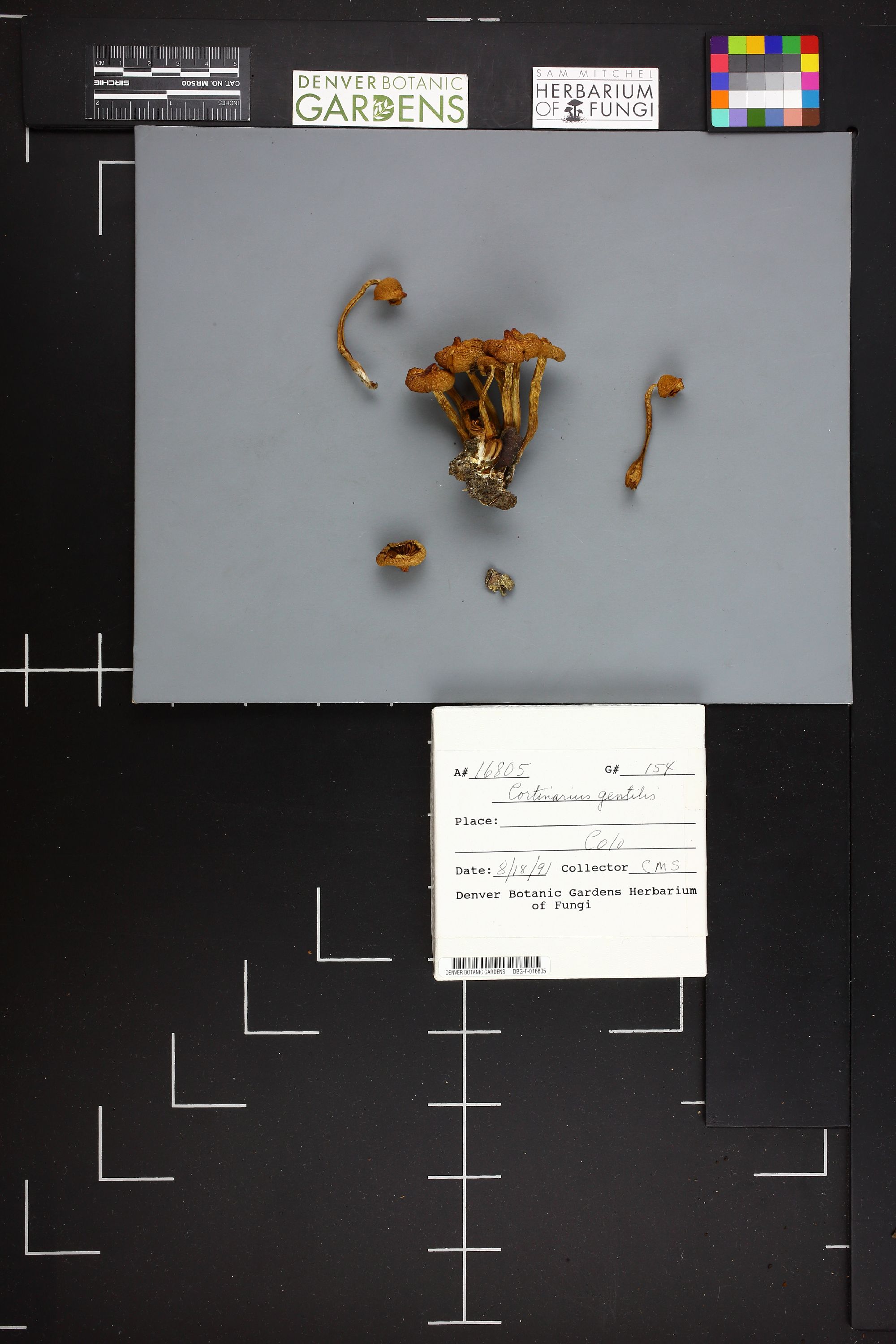 Cortinarius gentilis thumbnail