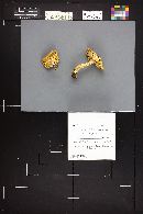 Floccularia albolanaripes image