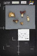 Russula emetica image