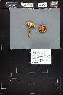 Tricholomopsis rutilans image