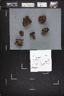 Phellodon niger image