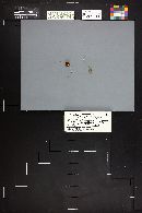 Conocybe tenera image