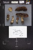 Leccinum insigne image