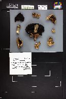 Agaricus crocodilinus image