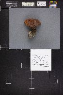 Leccinum insigne image