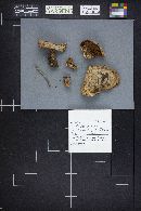 Paxillus involutus image